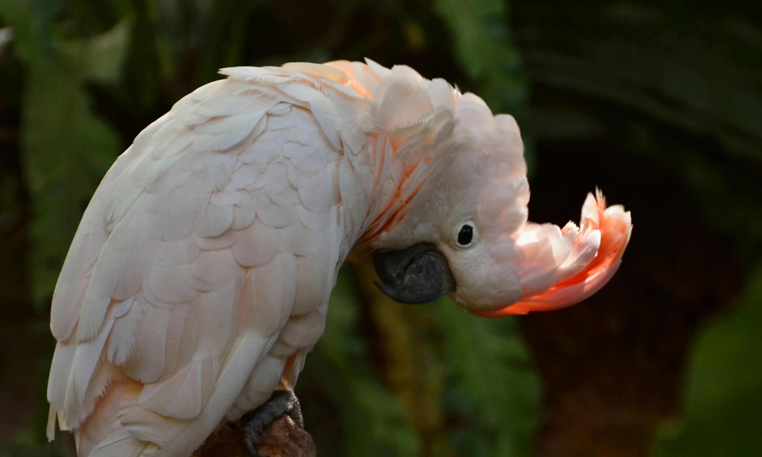 A Moluccan cockatoo at Mid Atlantic Bird Rescue
