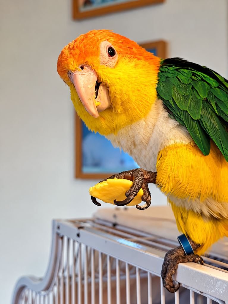 A caique holding a treat on top of a cage