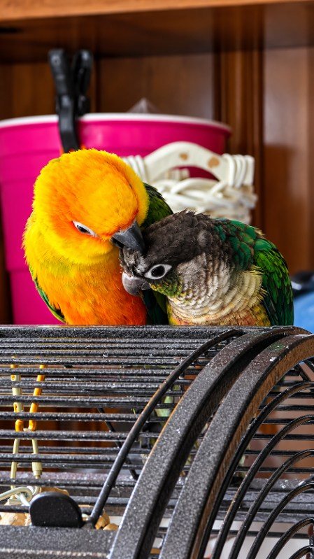 A sun conure and a green-cheeked conure cuddled together
