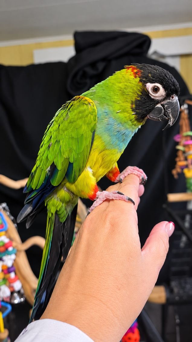 A black-headed green conure stepping onto a hand