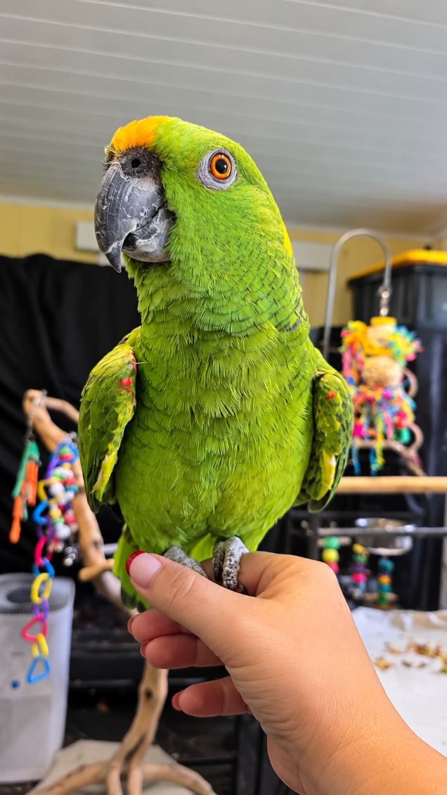 A green parrot perched on a hand