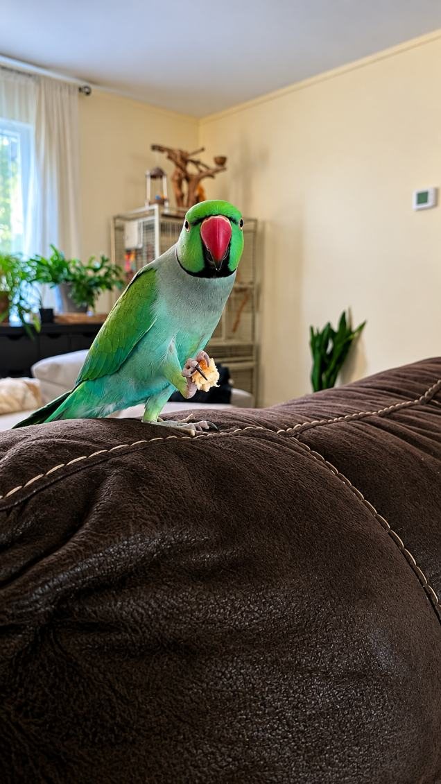 A green ringneck parakeet resting on the couch