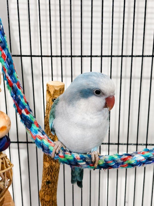 A blue and white parrot on a rope perch