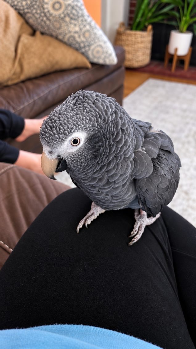 An African grey parrot relaxing on a lap