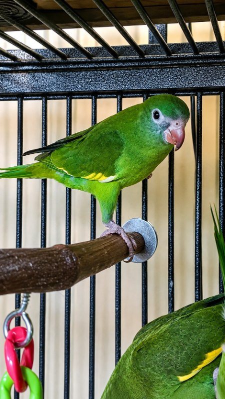 A green parakeet on a perch in its cage
