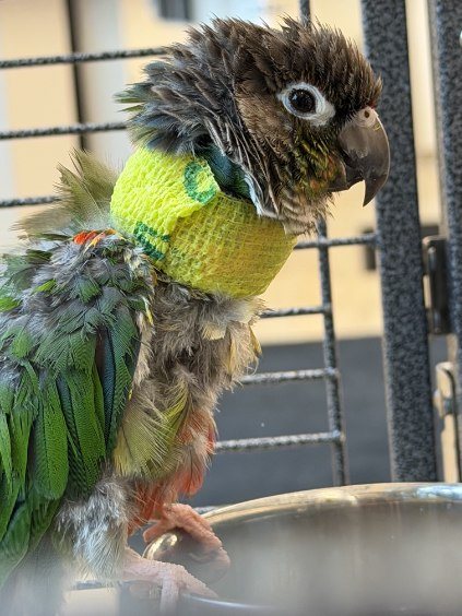 A conure regrowing its feathers at the rescue